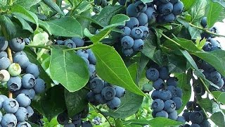 How to Get FREE Blueberry Plants from Store Bought Blueberries [upl. by Yggep]