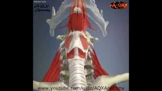 3D Анатомия человека  шея спереди 3D Anatomy human  anterior neck [upl. by Kcaj]