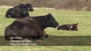 Wiltshire Wildlife Trust Conservation Beef and Lamb [upl. by Sidonia874]