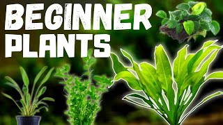 Top 10 Easy Beginner Aquarium Plants [upl. by Pall]