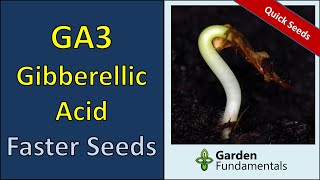 Gibberellic Acid  GA3  Germinate Seeds Faster  How and When [upl. by Falo753]