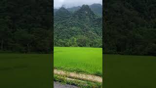 Rice fields along the road in Vang Vieng [upl. by Lugo]