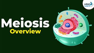 Overview of Meiosis  Dont Memorise [upl. by Annaik]