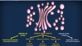 Editing delle proteine  Golgi e traffico vescicolare [upl. by Akenehs]