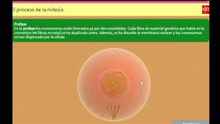 Vídeo explicativo de la mitosis [upl. by Eon]