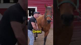 When youre a Rescue Horse and the Chiropractic Session is so Good You Cant Contain Yourself😂🐴 [upl. by Con]