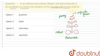 In an inflorescence where flowers are borne laterally in an acropetal successionthe position of [upl. by Diad]