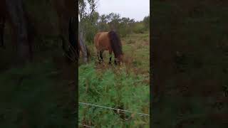 Icelandic horses are so unique [upl. by Steele]