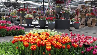 Keukenhof garden 2023  Spring has come  4k [upl. by Vaules]