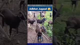 अद्भुत आधुनिक Jugaad 😱 bakrifarming goat goatfarming bakripalan farming shorts [upl. by Heaps]