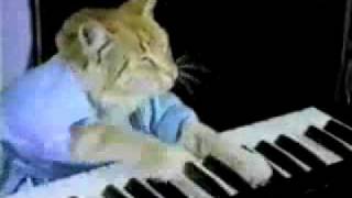 gato tocando el piano D [upl. by Ative]