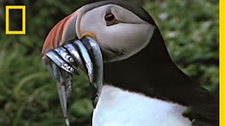 Empowering Puffins  National Geographic [upl. by Siryt]