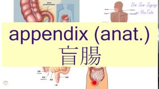 quotAPPENDIX ANATquot in Cantonese 盲腸  Flashcard [upl. by Yelekalb167]