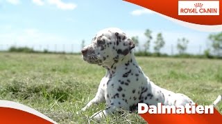 Dalmatien Chiot [upl. by Eiralam]