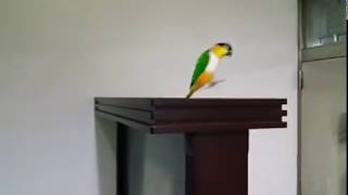 Caique parrot jumping [upl. by Elraet423]