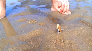 How to Catch a Razor Fish  Clam with just Salt [upl. by Dwan]