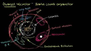 Ökaryot Hücre Yapısı Biyoloji [upl. by Ynnavoig]