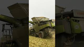 🦾 Claas Lexion 8800 dominiert die Ernte 🚜 [upl. by Joela]