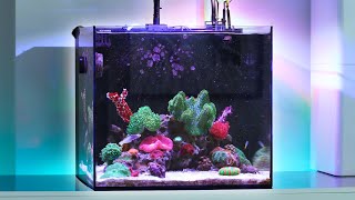 Waterbox Cube 20 Update Nano Reef Tank Tour amp New Corals [upl. by Eyllib]