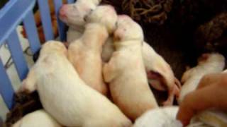 Newborn Dalmatian Puppies [upl. by Bywoods]