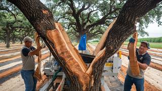 Advanced Cork Harvesting From Cork Oak Farms to Wine Stoppers [upl. by Namreh]