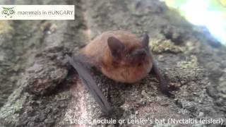 Lesser noctule bat [upl. by Wiebmer]