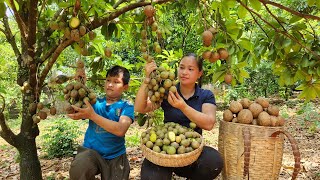 Harvesting Ambarella amp Sapodilla Fruit Goes to the market sell  Pig Care  Lý Thị Ca [upl. by Ecnerwal]