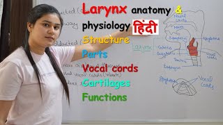 Larynx anatomy amp physiology in hindi  parts  structure  vocal cord  cartilages  functions [upl. by Razaile]