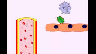 USMLE Animated Immunology  Infection amp Acute Inflammation  Monocytes amp Macrophages [upl. by Evoy267]