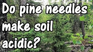 Do Pine Needles Make Soil More Acidic Truth or Gardening Myth [upl. by Ynomrah366]