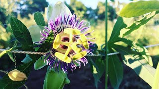 How To Grow Passiflora caerulea ‘Becky’s Blue amp White Passion Vine’ [upl. by Whitman853]