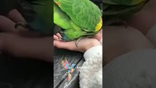 Amazon Parrot sings Luciano Pavarottis version of quotO Sole Mioquot [upl. by Amalea926]