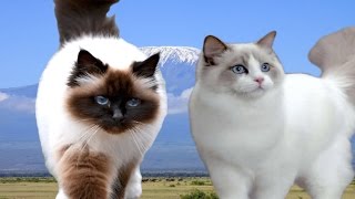 Birman vs Ragdoll Cat  Difference Explained [upl. by Ricki293]