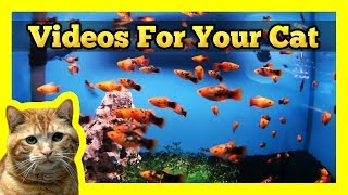 Videos for your Cat  Spotted Orange Mollies in a Fish Tank [upl. by Nroht]