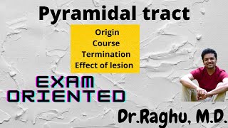 Pyramidal tract  Corticospinal tract  Upper motor neuron [upl. by Treve987]