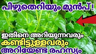 ഈ രഹസ്യം അറിഞ്ഞാൽ ഇത് പിഴുത് കളയില്ലപാഴ്ചെടിയിലെ അത്ഭുതം Peperomia Pellucida Plant Mashithandu [upl. by Macrae621]