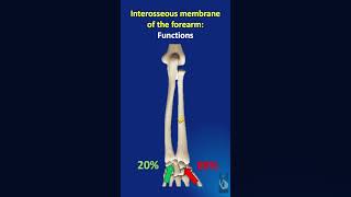 Shorts  103 The functions of the Interosseous membrane of the forearm [upl. by Eelsel]