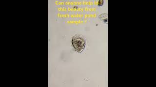 unknown microbe in freshwater sample help with ID please microscope [upl. by Borek968]