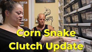 Corn Snake Clutch Update [upl. by Krik]