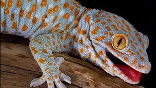 Animal ASMR Tuko sound  Gecko sound  Lizard Sound 🦎 [upl. by Atekan504]