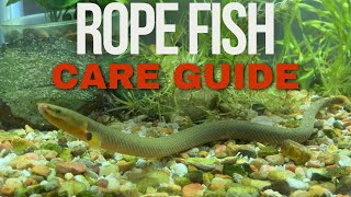 Rope Fish Care Guide [upl. by Chil]