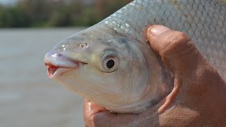 PESCA DE CURIMBA E TAGUARA NO RIO SÃO FRANCISCO PARTE 1 [upl. by Lehar563]