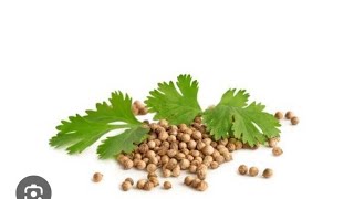 Coriander drugs  Carminative and gestro  intestinal regulators  Ayurveda  pharmacognosy [upl. by Bendite]