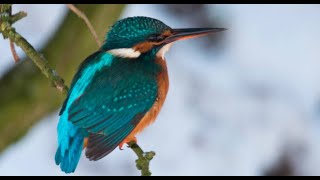 Common kingfisher 1h Bird sound [upl. by Virgilio]