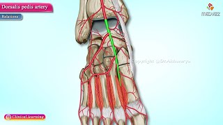 Dorsalis Pedis Artery Anatomy Animation [upl. by Aralk62]