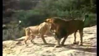 Christian the Lion Reunion Videomp4 [upl. by Zinah]