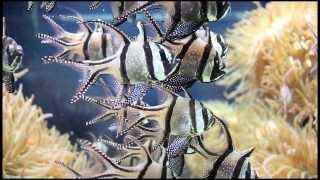 Banggai Cardinal  Pterapogon kauderni [upl. by Hannala]