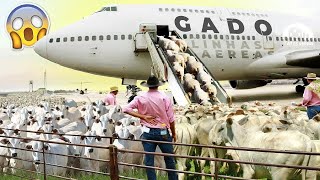 O MAIOR TRANSPORTE DE GADO DA HISTÓRIA  Exportação de Boi Navio e Avião [upl. by Killoran]