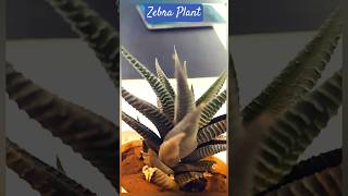 Zebra Plant Wonderful Succulent for beginners zebraplant succulent [upl. by Daryn]