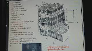 SVT la structure du muscle strié squelettique [upl. by Leanahtan]